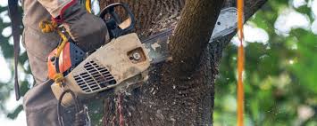 Reliable Clinton, KY Tree Care Solutions