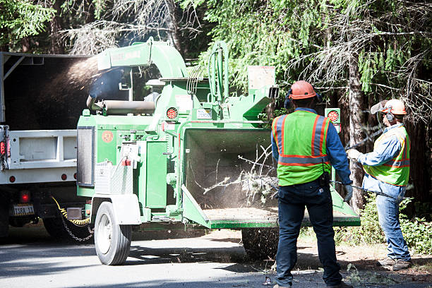 How Our Tree Care Process Works  in  Clinton, KY